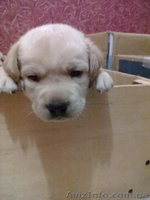 продам щеночков лабрадора - <ro>Изображение</ro><ru>Изображение</ru> #1, <ru>Объявление</ru> #465496