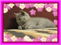 Британский плюшевый котенок, Салтовка - <ro>Изображение</ro><ru>Изображение</ru> #2, <ru>Объявление</ru> #464616