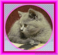 Британский плюшевый котенок, Салтовка - <ro>Изображение</ro><ru>Изображение</ru> #3, <ru>Объявление</ru> #464616