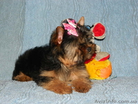 *йоркширский терьер*. - <ro>Изображение</ro><ru>Изображение</ru> #2, <ru>Объявление</ru> #453415