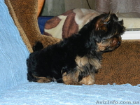 *йоркширский терьер*. - <ro>Изображение</ro><ru>Изображение</ru> #3, <ru>Объявление</ru> #453415