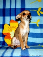 ВЕЛИКОЛЕПНЫЕ ЩЕНКИ ЧИХУАХУА И РУССКОГО ТОЙ-ТЕРЬЕРА ЖДУТ СВОИХ ХОЗЯЕВ!! - <ro>Изображение</ro><ru>Изображение</ru> #6, <ru>Объявление</ru> #476120