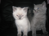 Британские колорпойнт и голубого окраса - <ro>Изображение</ro><ru>Изображение</ru> #1, <ru>Объявление</ru> #458569