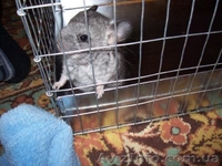 Продам шиншиллку-девочку - <ro>Изображение</ro><ru>Изображение</ru> #1, <ru>Объявление</ru> #476041