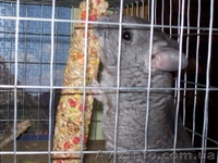 Продам шиншиллку-девочку - <ro>Изображение</ro><ru>Изображение</ru> #4, <ru>Объявление</ru> #476041