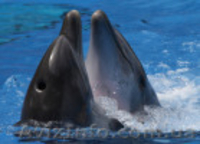 Встреча Нового Года 2012 в отеле «Немо» г.Харьков - <ro>Изображение</ro><ru>Изображение</ru> #2, <ru>Объявление</ru> #465410