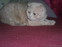 вязка кота шатландец породистый--окрас ЛИЛОВЫЙ  редчайший кот с таким окрасом    - <ro>Изображение</ro><ru>Изображение</ru> #2, <ru>Объявление</ru> #481914