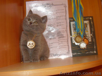 Элитные страйтики и изумительные скотиш фолды! - <ro>Изображение</ro><ru>Изображение</ru> #3, <ru>Объявление</ru> #476077