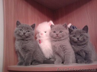 Элитные страйтики и изумительные скотиш фолды! - <ro>Изображение</ro><ru>Изображение</ru> #2, <ru>Объявление</ru> #476077