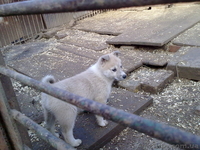 Щенки западно-сибирской лайки Донецкая обл - <ro>Изображение</ro><ru>Изображение</ru> #3, <ru>Объявление</ru> #495115