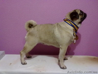 Продам щенков мопса.Родословная, титулованные родители. - <ro>Изображение</ro><ru>Изображение</ru> #3, <ru>Объявление</ru> #489517