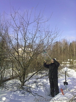 обрезка и уход за садом - <ro>Изображение</ro><ru>Изображение</ru> #1, <ru>Объявление</ru> #518337