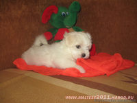 Продаються щенки мальтийской болонки (мальтезе) - <ro>Изображение</ro><ru>Изображение</ru> #3, <ru>Объявление</ru> #508023