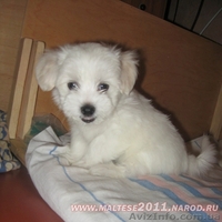 Продаються щенки мальтийской болонки (мальтезе) - <ro>Изображение</ro><ru>Изображение</ru> #5, <ru>Объявление</ru> #508023