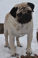 Продам щенков мопса.Родословная, титулованные родители. - <ro>Изображение</ro><ru>Изображение</ru> #2, <ru>Объявление</ru> #489517