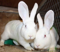 Бельгийский фландр и белый паннон  - <ro>Изображение</ro><ru>Изображение</ru> #2, <ru>Объявление</ru> #502087