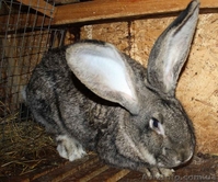 Бельгийский фландр и белый паннон  - <ro>Изображение</ro><ru>Изображение</ru> #5, <ru>Объявление</ru> #502087