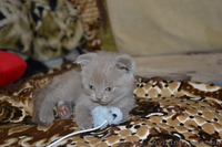 Продам очаровательных плюшевых котят - <ro>Изображение</ro><ru>Изображение</ru> #3, <ru>Объявление</ru> #515629