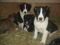 Продам щенков среднеазиатской овчарки Срочно - <ro>Изображение</ro><ru>Изображение</ru> #2, <ru>Объявление</ru> #486571