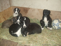 Продам щенков среднеазиатской овчарки Срочно - <ro>Изображение</ro><ru>Изображение</ru> #3, <ru>Объявление</ru> #486571