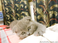 Вислоухие девочки - <ro>Изображение</ro><ru>Изображение</ru> #4, <ru>Объявление</ru> #486093