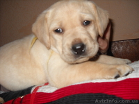  лабрадор, продажа щенков - <ro>Изображение</ro><ru>Изображение</ru> #2, <ru>Объявление</ru> #473705