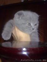 Вислоухие девочки - <ro>Изображение</ro><ru>Изображение</ru> #1, <ru>Объявление</ru> #486093