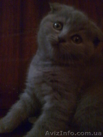 Вислоухие девочки - <ro>Изображение</ro><ru>Изображение</ru> #2, <ru>Объявление</ru> #486093