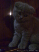 Вислоухие девочки - <ro>Изображение</ro><ru>Изображение</ru> #3, <ru>Объявление</ru> #486093