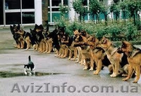 Дрессировка собак.  Харьков и пригород - <ro>Изображение</ro><ru>Изображение</ru> #1, <ru>Объявление</ru> #512962