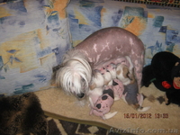 Продам щенка китайской хохлатой (девочка) 3 мес. розовый мрамор - <ro>Изображение</ro><ru>Изображение</ru> #2, <ru>Объявление</ru> #84103