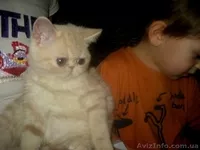 Экзотические короткошерстные котята - <ro>Изображение</ro><ru>Изображение</ru> #1, <ru>Объявление</ru> #506607