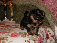 продам щенкой йоркширского терьера - <ro>Изображение</ro><ru>Изображение</ru> #2, <ru>Объявление</ru> #496648