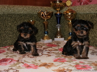 продам щенкой йоркширского терьера - <ro>Изображение</ro><ru>Изображение</ru> #1, <ru>Объявление</ru> #496648