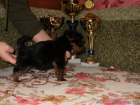 продам щенкой йоркширского терьера - <ro>Изображение</ro><ru>Изображение</ru> #3, <ru>Объявление</ru> #496648