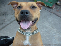 Мерефа Наташа 0990152430 Саша 0953083923 - <ro>Изображение</ro><ru>Изображение</ru> #3, <ru>Объявление</ru> #497566