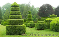 обрезка и уход за садом - <ro>Изображение</ro><ru>Изображение</ru> #3, <ru>Объявление</ru> #518337