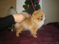 мальчик. померанского шпица. Документы КСУ - <ro>Изображение</ro><ru>Изображение</ru> #3, <ru>Объявление</ru> #543726