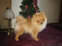 мальчик. померанского шпица. Документы КСУ - <ro>Изображение</ro><ru>Изображение</ru> #1, <ru>Объявление</ru> #543726