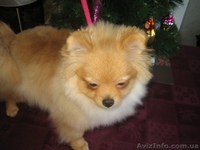мальчик. померанского шпица. Документы КСУ - <ro>Изображение</ro><ru>Изображение</ru> #4, <ru>Объявление</ru> #543726