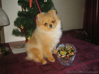 мальчик. померанского шпица. Документы КСУ - <ro>Изображение</ro><ru>Изображение</ru> #5, <ru>Объявление</ru> #543726