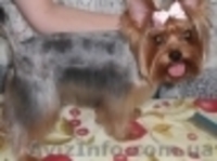 стрижка кроликов кошек и собак - <ro>Изображение</ro><ru>Изображение</ru> #4, <ru>Объявление</ru> #539563