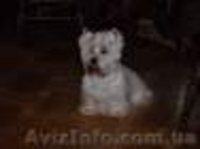 стрижка кроликов кошек и собак - <ro>Изображение</ro><ru>Изображение</ru> #2, <ru>Объявление</ru> #539563