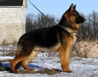 немецкая овчаркa,продам - <ro>Изображение</ro><ru>Изображение</ru> #1, <ru>Объявление</ru> #109343