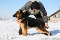 немецкая овчаркa,продам - <ro>Изображение</ro><ru>Изображение</ru> #2, <ru>Объявление</ru> #109343