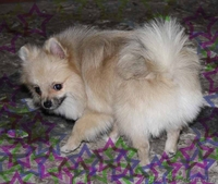 Щенок немецкого шпица - <ro>Изображение</ro><ru>Изображение</ru> #1, <ru>Объявление</ru> #499392