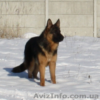 немецкая овчаркa,продам - <ro>Изображение</ro><ru>Изображение</ru> #3, <ru>Объявление</ru> #109343