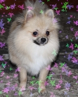 Щенок немецкого шпица - <ro>Изображение</ro><ru>Изображение</ru> #2, <ru>Объявление</ru> #499392