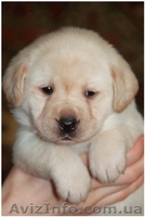 Лабрадор ретривер. Перспективные щенки - <ro>Изображение</ro><ru>Изображение</ru> #4, <ru>Объявление</ru> #543128