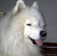 Очаровательные щенки самоедской лайки - <ro>Изображение</ro><ru>Изображение</ru> #3, <ru>Объявление</ru> #558595